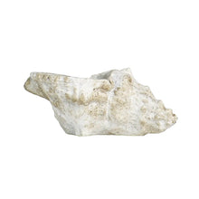 Load image into Gallery viewer, Cast Concrete Conch Shell