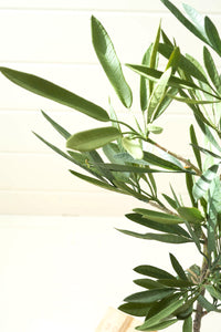 Artificial Eucalyptus Tree