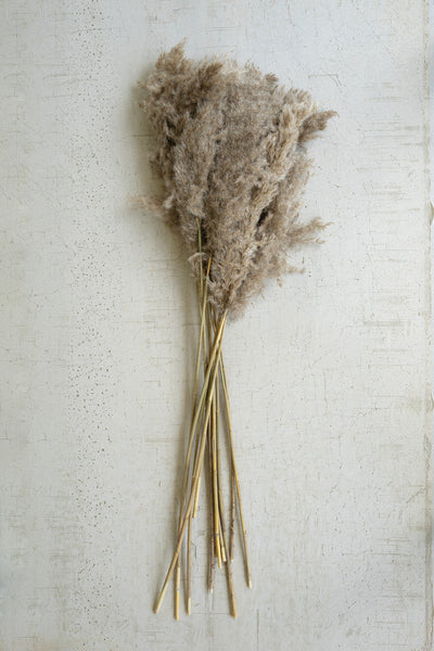 Bundle of Natural Pampas Grass