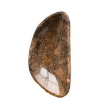 Load image into Gallery viewer, Coral Fossil Bowl