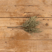 Load image into Gallery viewer, Green Dance Plant Bush