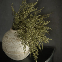 Load image into Gallery viewer, Green Dance Plant Bush