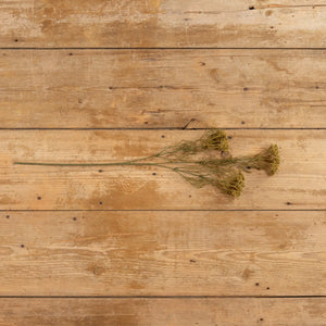 Green Queen Anne Lace Spray