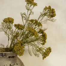 Load image into Gallery viewer, Green Queen Anne Lace Spray