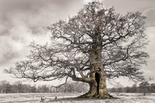 Load image into Gallery viewer, Oak: from Seed To Ancient Tree Book