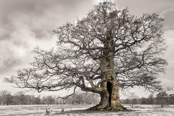 Oak: from Seed To Ancient Tree Book