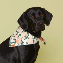 Load image into Gallery viewer, Peaches and Cream Dog Bandana
