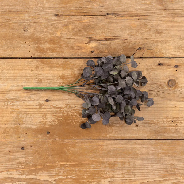 Purple Poplar Leaf Bush