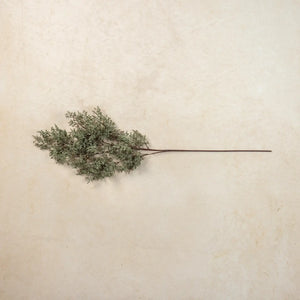 Sage Caspia Spray