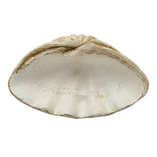 Load image into Gallery viewer, Magnesia Clamshell