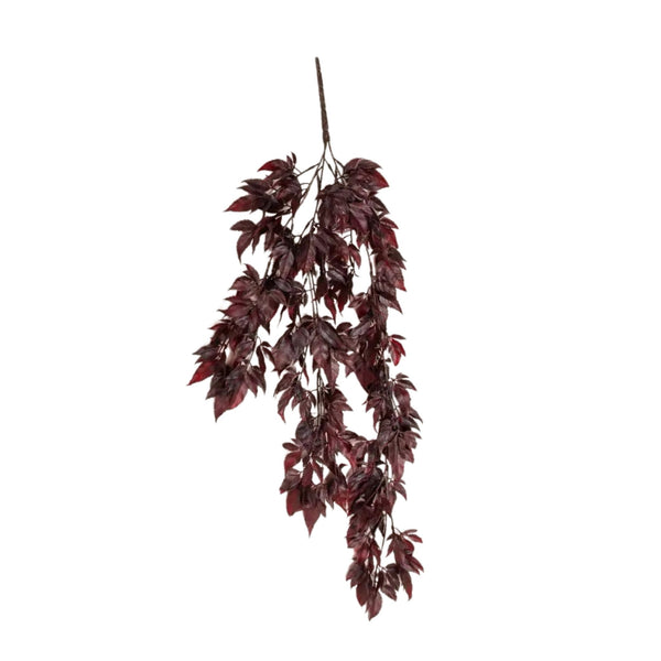 Burgundy Spikenard Hanging Bush