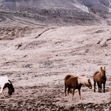 Load image into Gallery viewer, Wild Horses