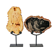 Load image into Gallery viewer, Petrified Wood On Iron Stand