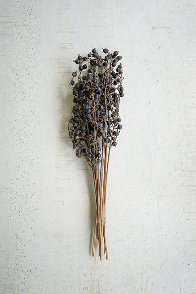 Bundle of Dried Black Berry Stems