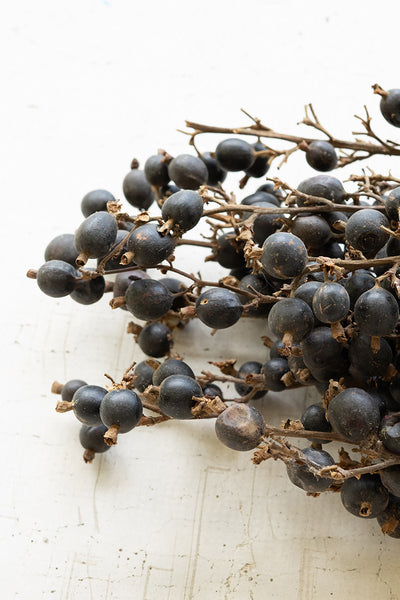 Bundle of Dried Black Berry Stems