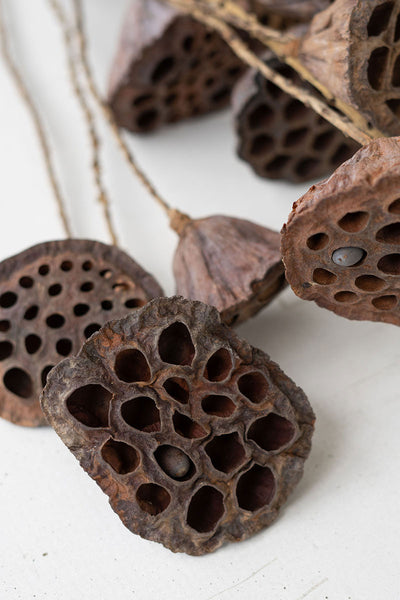 Bundle of Natural Lotus Pods