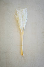 Load image into Gallery viewer, Bundle of White Pampas Grass