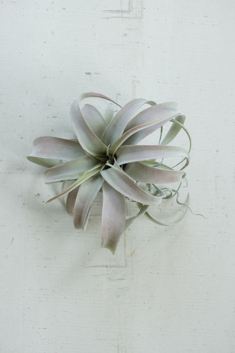 large faux air plant Extra Large Artificial Grey Air Plant