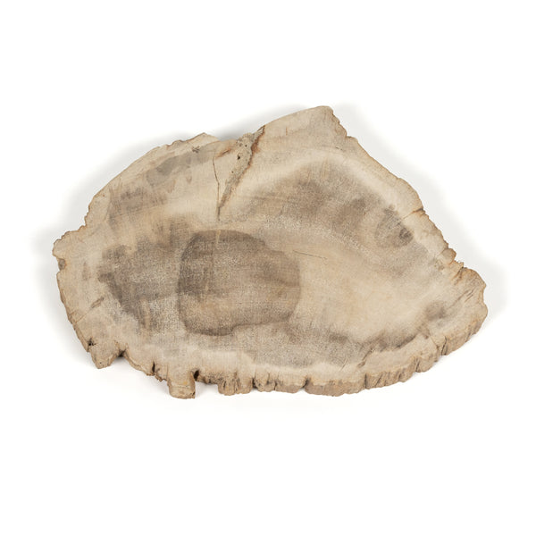 Petrified Wood Slab